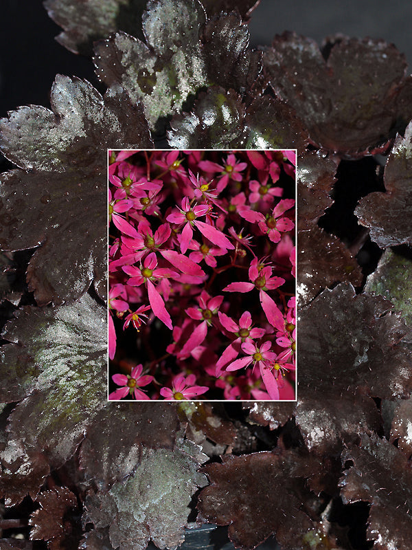 SAXIFRAGA FORTUNEI 'BLACK RUBY'