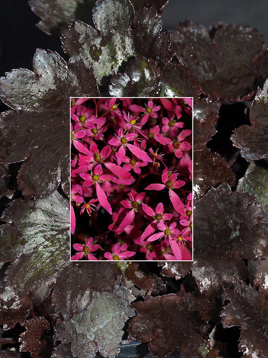 SAXIFRAGA FORTUNEI 'BLACK RUBY'