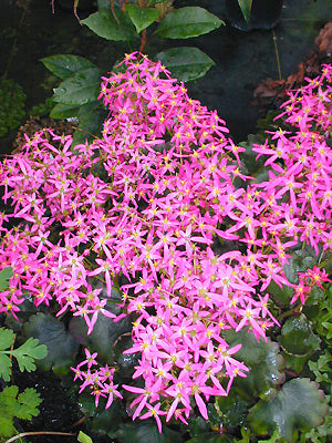 SAXIFRAGA FORTUNEI 'CHERRY PIE'