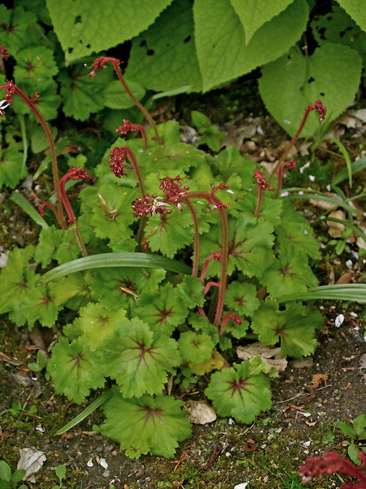 SAXIFRAGA SP. (CRÛG)