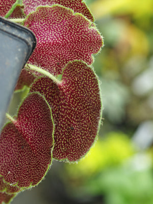 SAXIFRAGA EPIPHYLLA 'LITTLE PIGGY'