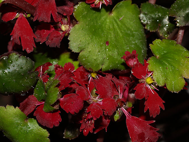 SAXIFRAGA FORTUNEI 'BENI TSUKASA'
