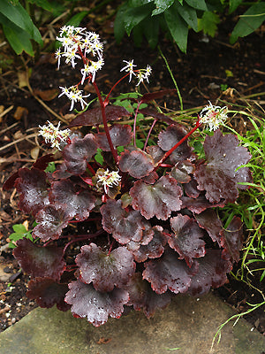 SAXIFRAGA FORTUNEI 'JOHN FIELDING'