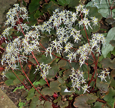 SAXIFRAGA FORTUNEI 'RUBRIFOLIA'