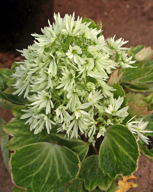 SAXIFRAGA FORTUNEI 'SHIRAGIKU'