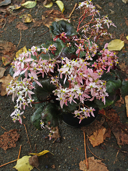 SAXIFRAGA FORTUNEI 'SIBYLL TRELAWNEY'