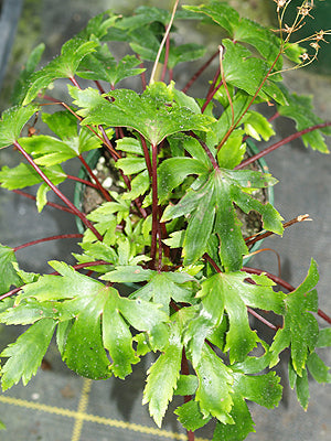 SAXIFRAGA FORTUNEI f.PARTITA