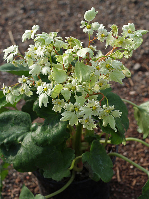 SAXIFRAGA FORTUNEI 'GELBES MONSTER'