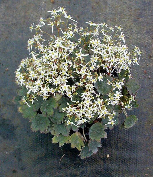 SAXIFRAGA FORTUNEI 'MOUNT NACHI'