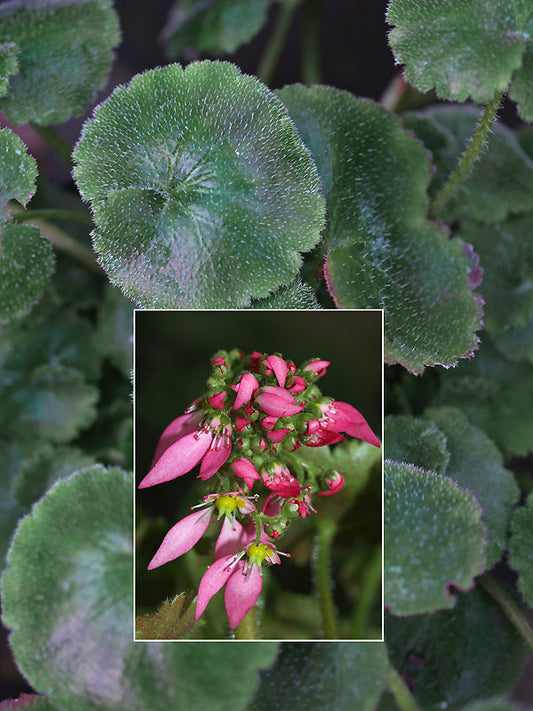SAXIFRAGA NIPPONICA 'PINK PAGODA'