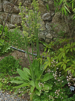 SAXIFRAGA PENSYLVANICA