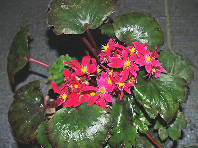 SAXIFRAGA FORTUNEI 'ROTE STADT'