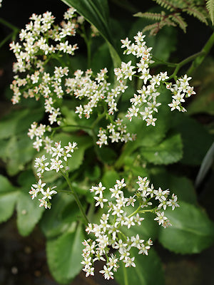 SAXIFRAGA RUFIDULA