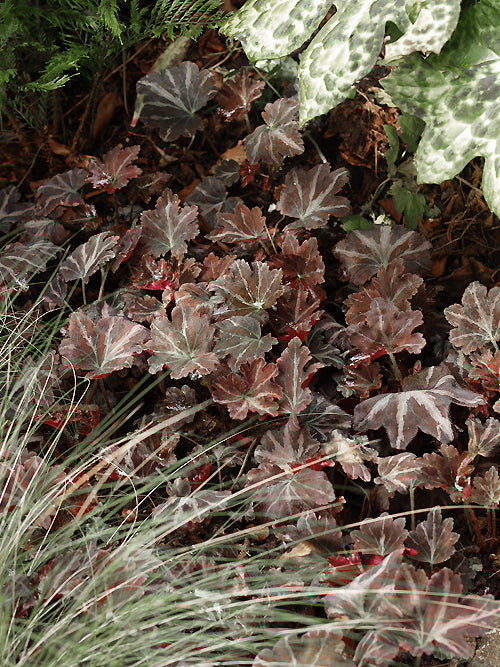 SAXIFRAGA 'SILVER VELVET'