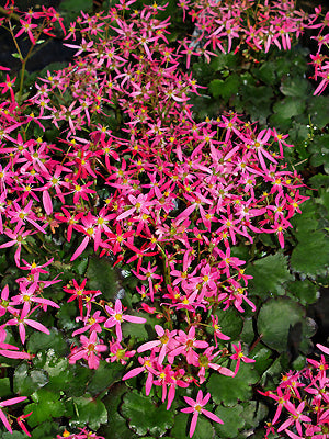SAXIFRAGA FORTUNEI 'SUGAR PLUM FAIRY'