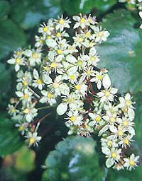 SAXIFRAGA FORTUNEI 'APPLE SNOW'