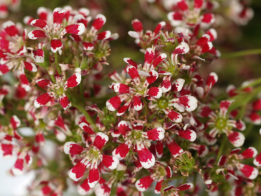 SAXIFRAGA 'SLACK'S SUPREME'