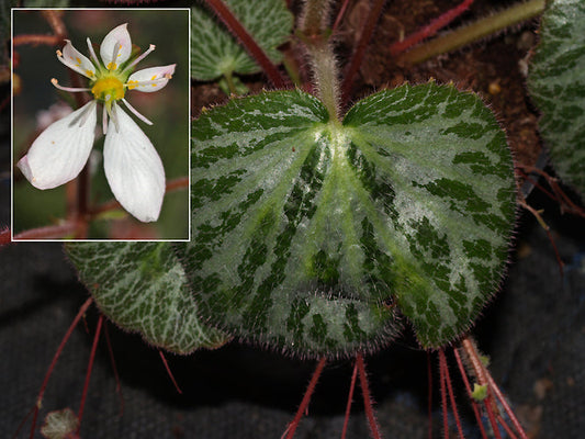 SAXIFRAGA STOLONIFERA 'HSITOU SILVER'