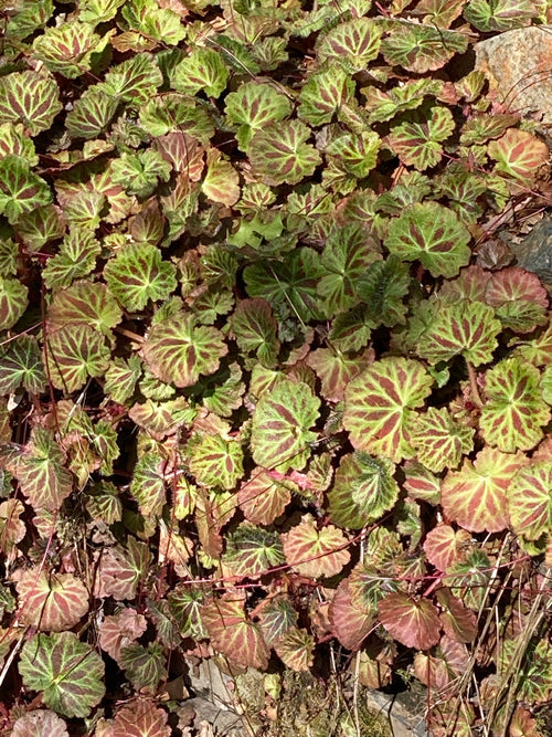 SAXIFRAGA STOLONIFERA 'CUSCUTIFORMIS'