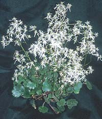 SAXIFRAGA FORTUNEI var.YAKUSHIMAENSIS