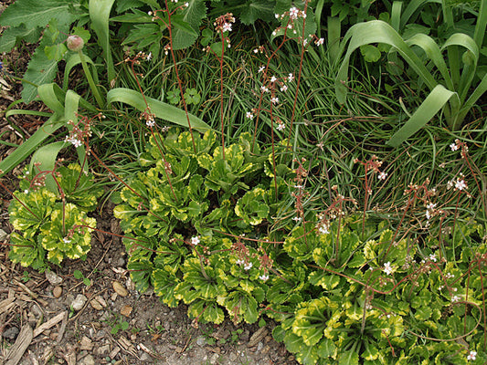 SAXIFRAGA x URBIUM 'VARIEGATA'