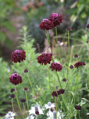 SCABIOSA ATROPURPUREA 'ACE OF SPADES'