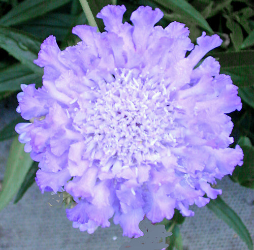 SCABIOSA AFRICANA