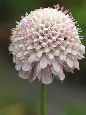 SCABIOSA AFRICANA 'LILAC WONDER'