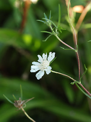 SCABIOSA ARGENTEA
