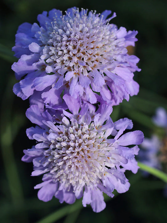 SCABIOSA COLUMBARIA 'IRISH PERPETUAL FLOWERING'