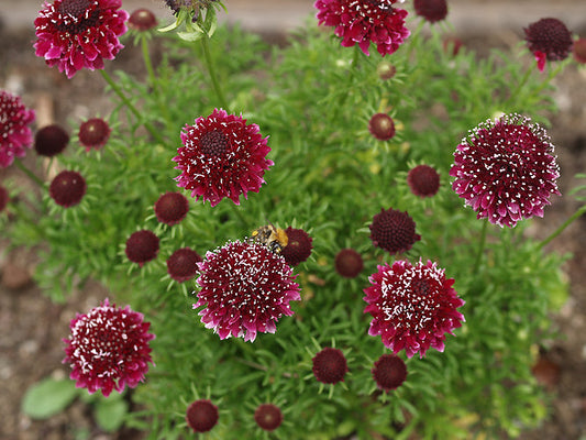SCABIOSA 'BAROCCA'