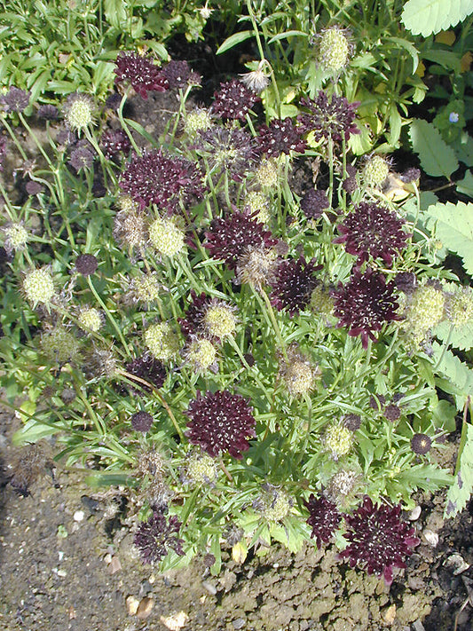 SCABIOSA ATROPURPUREA 'CHILE BLACK'