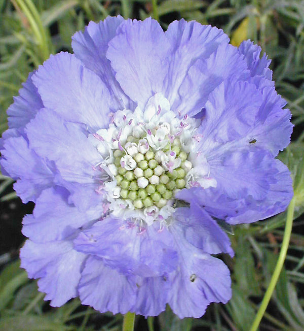 SCABIOSA CAUCASICA 'CLIVE GREAVES'