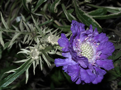 SCABIOSA CAUCASICA 'THORP'S VARIEGATED'