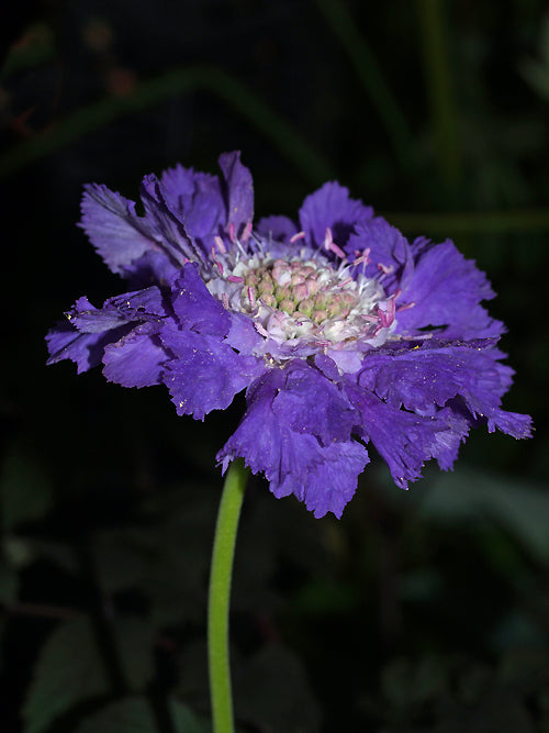 SCABIOSA CAUCASICA 'STAFA'