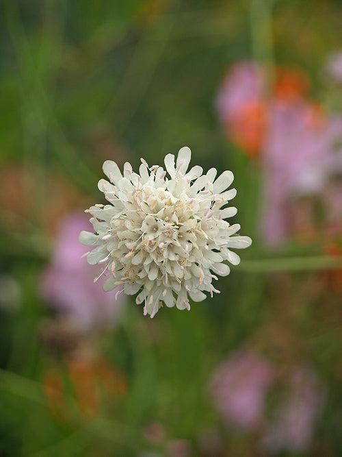 SCABIOSA DRAKENSBERGENSIS