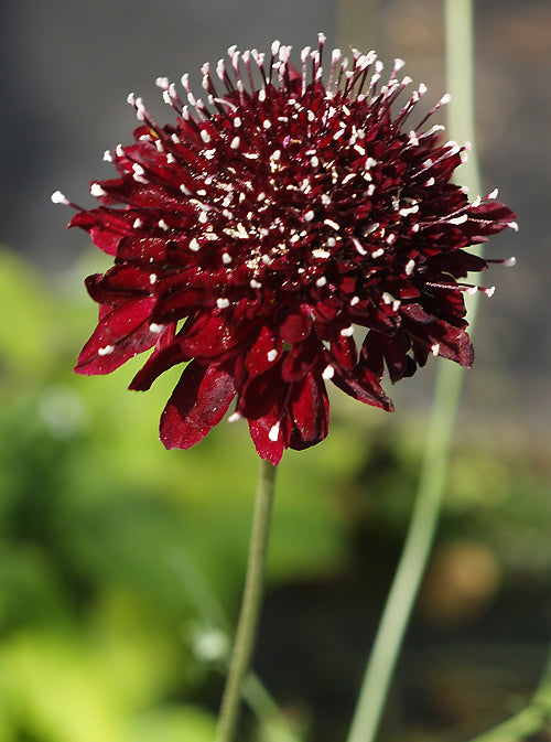 SCABIOSA ATROPURPUREA 'DERRY'S BLACK'
