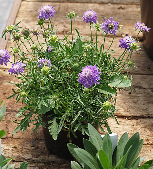 SCABIOSA JAPONICA var.ALPINA