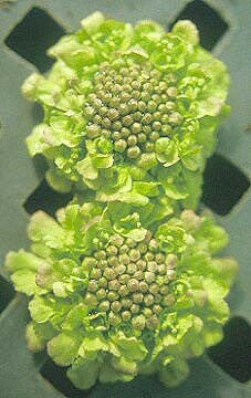 SCABIOSA 'KATE NICKLEBY'