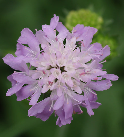 SCABIOSA LACHNOPHYLLA