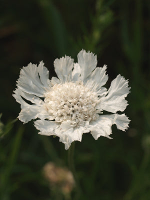 SCABIOSA CAUCASICA 'MISS WILMOTT'