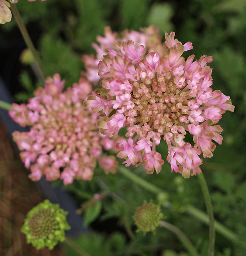 SCABIOSA 'MISS HAVERSHAM'