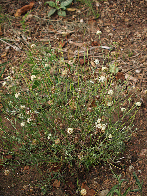 SCABIOSA 'MOONBEAM'