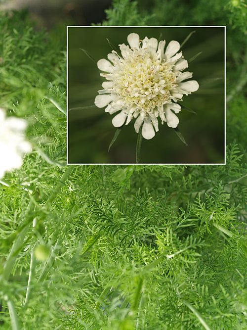 SCABIOSA TRINIIFOLIA W&B BG B-2