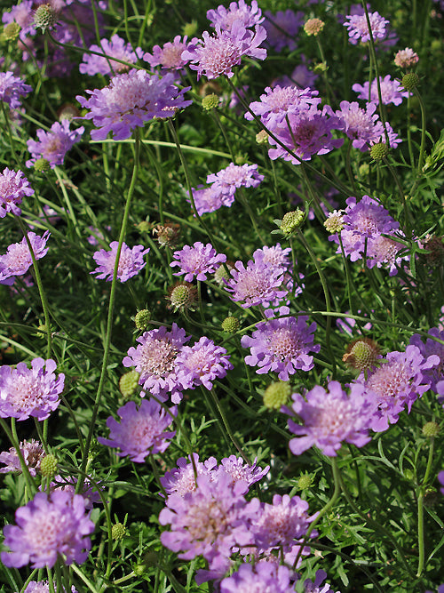 SCABIOSA 'VIVID VIOLET'