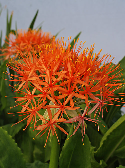 SCADOXUS MULTIFLORUS subsp.KATHERINAE