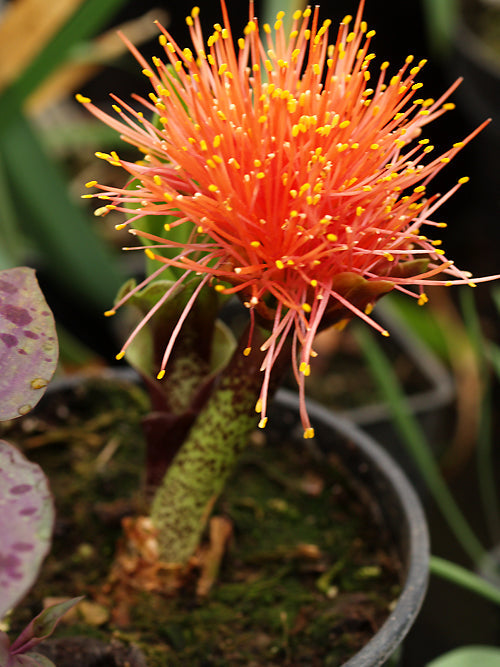 SCADOXUS PUNICEUS