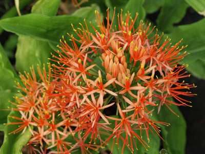 SCADOXUS MULTIFLORUS subsp.MULTIFLORUS