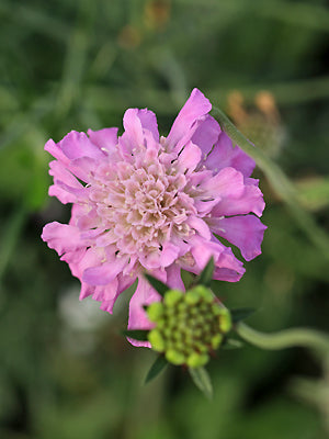 SCABIOSA COLUMBARIA 'PINCUSHION PINK'