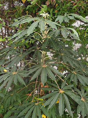 SCHEFFLERA TAIWANIANA RWJ 10064